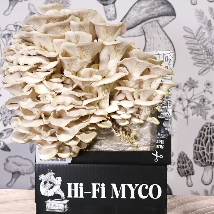 Grow Your Own Gourmet Fungi. Join the HiFi Grow Kit Club!