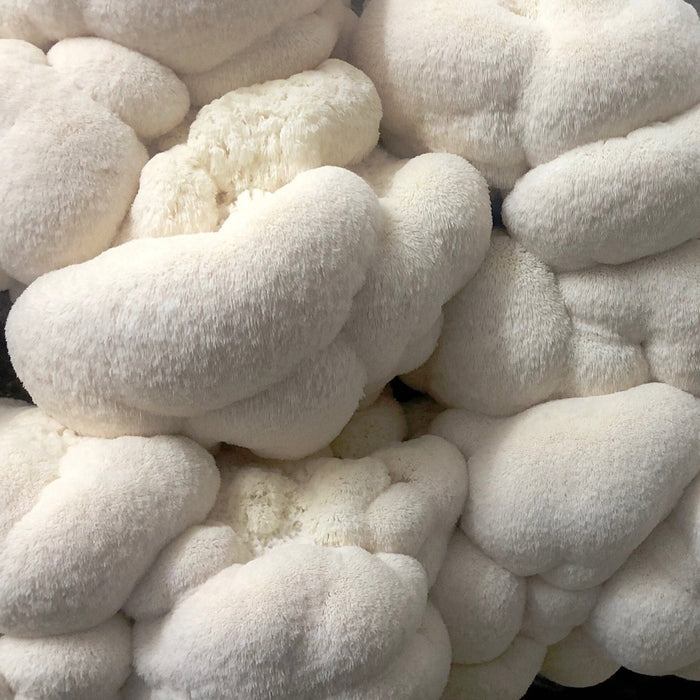 Unlocking Your Potential: 10 Benefits of Lion's Mane Extract