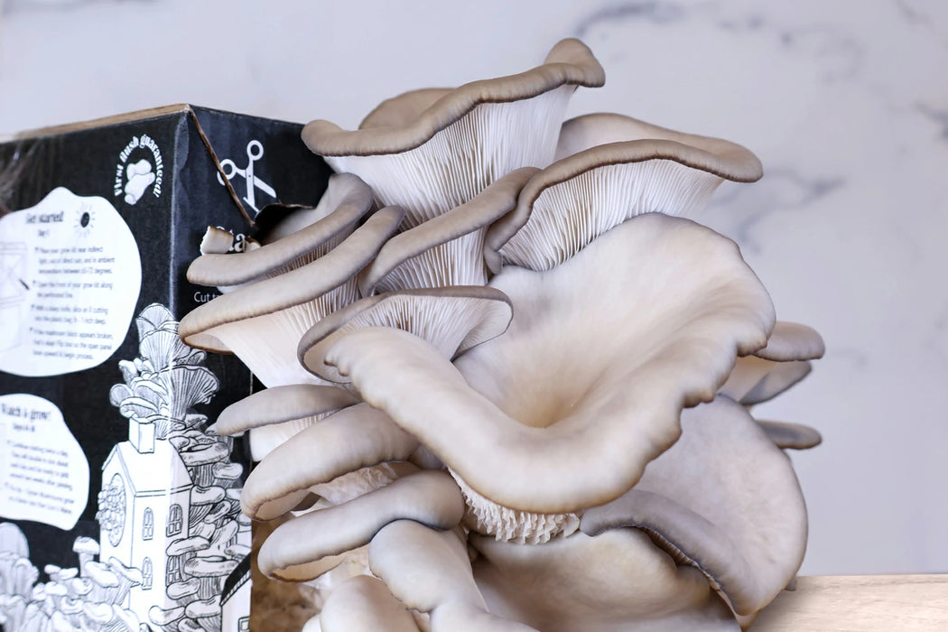 Blue Oyster Grow Kit