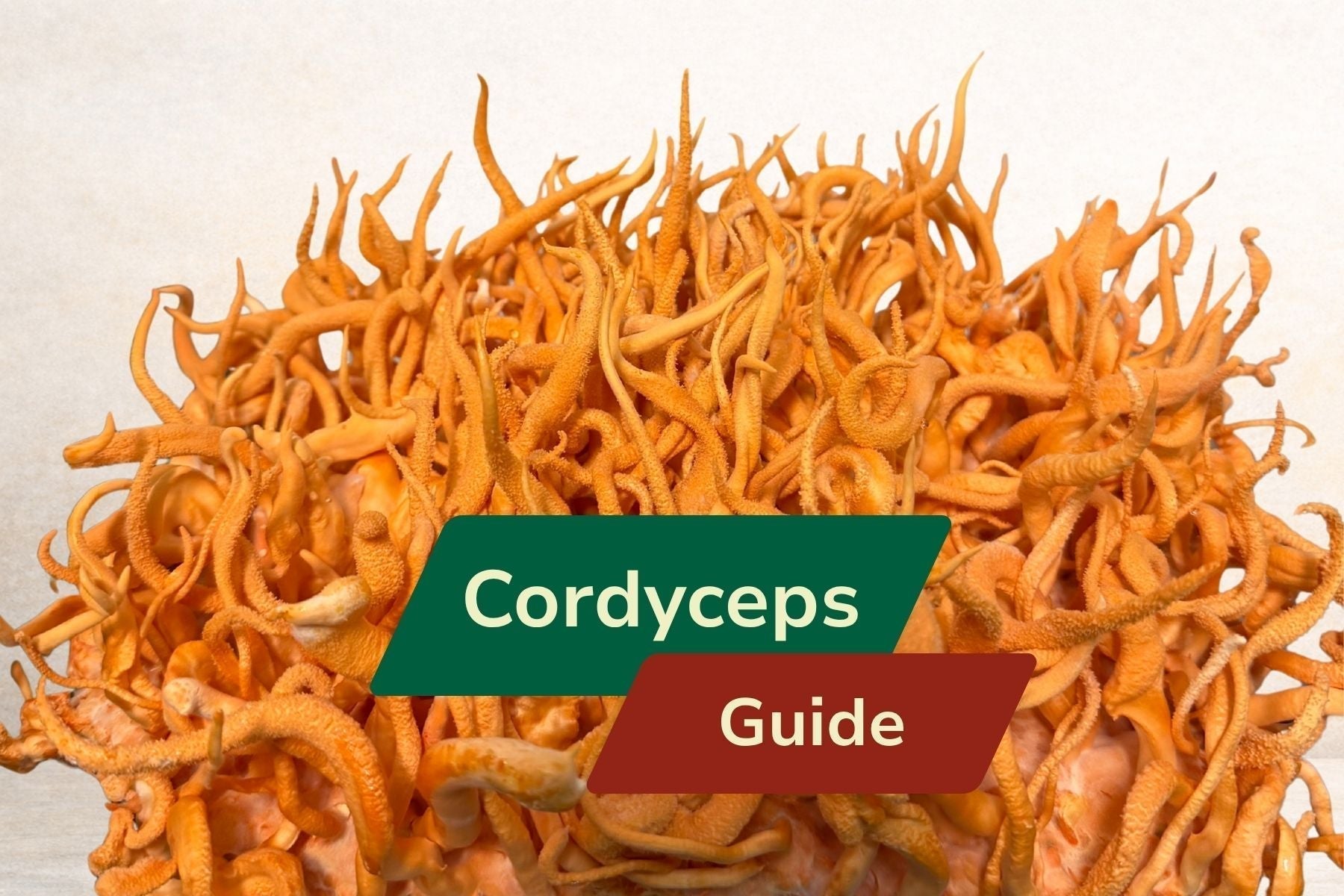 Cordyceps Benefits, History & Uses | Complete Guide 2026