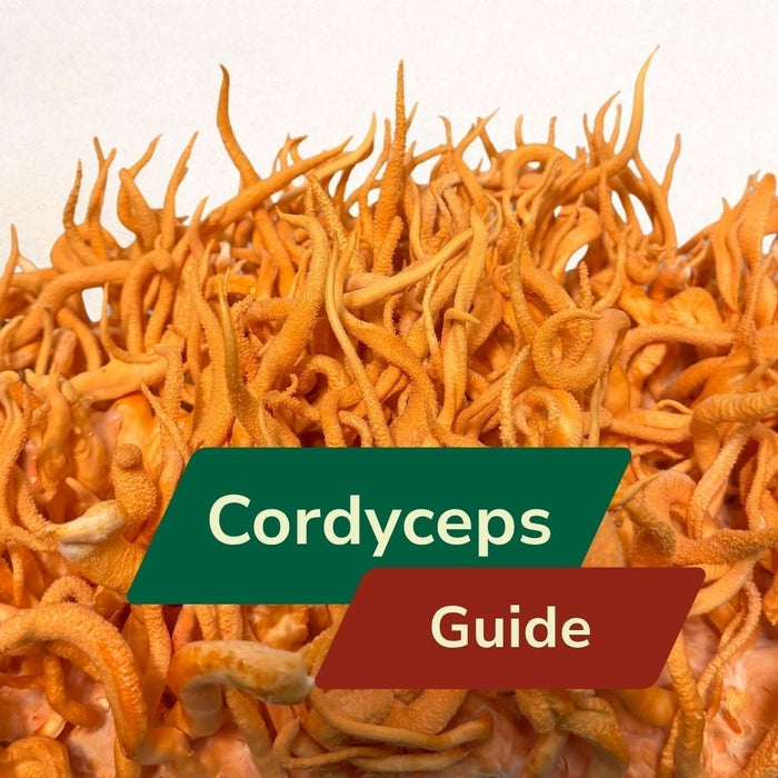 Cordyceps Benefits, History & Uses | Complete Guide 2026