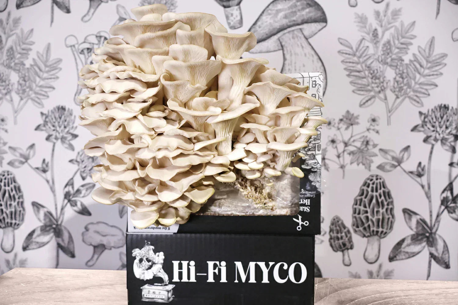 Grow Your Own Gourmet Fungi. Join the HiFi Grow Kit Club!