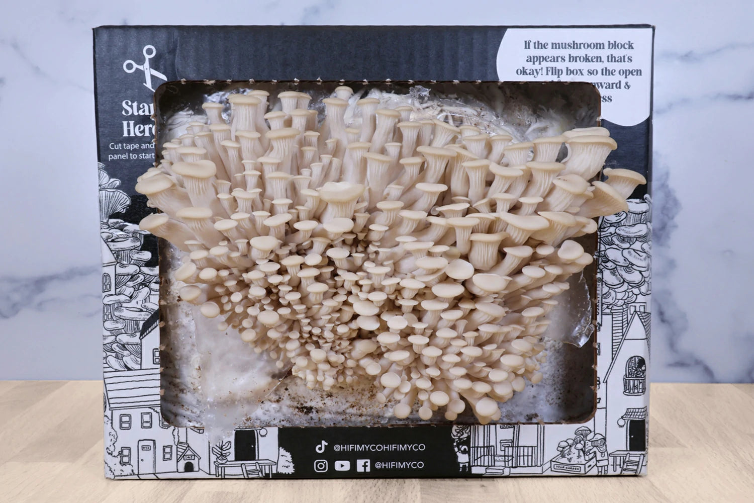 Wild Texas Oyster Mushroom Grow Kit - Hi-Fi Mycology — HiFi