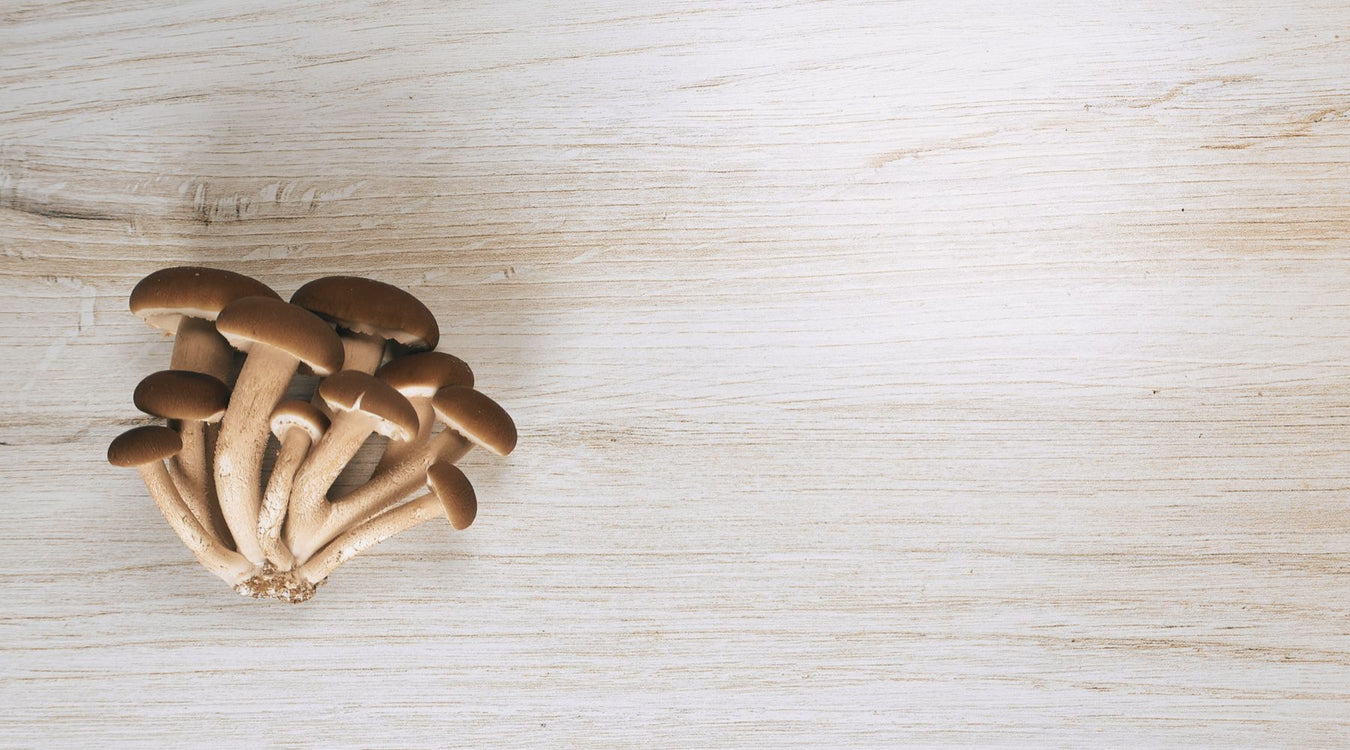 Image of HiFiMcology mushrooms. Offering high quality gourmet mushrooms,  extracts, powders and grow kits to health conscious humans. Subscribe and save on monthly deliveries!