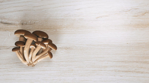 Image of HiFiMcology mushrooms. Offering high quality gourmet mushrooms,  extracts, powders and grow kits to health conscious humans. Subscribe and save on monthly deliveries!