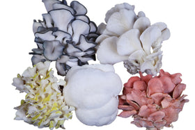 Grow Kit Club is open! Sign up here to receive fresh kits from November to April.